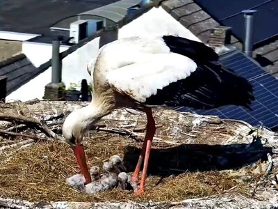 Foto bij nieuwsartikel: Ooievaars Tekenwedstrijd!