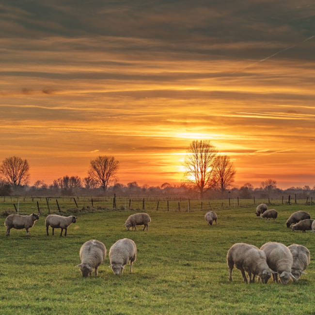 Gennep in beeld