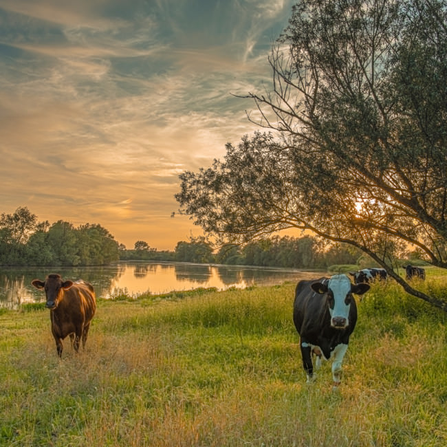 Gennep in beeld