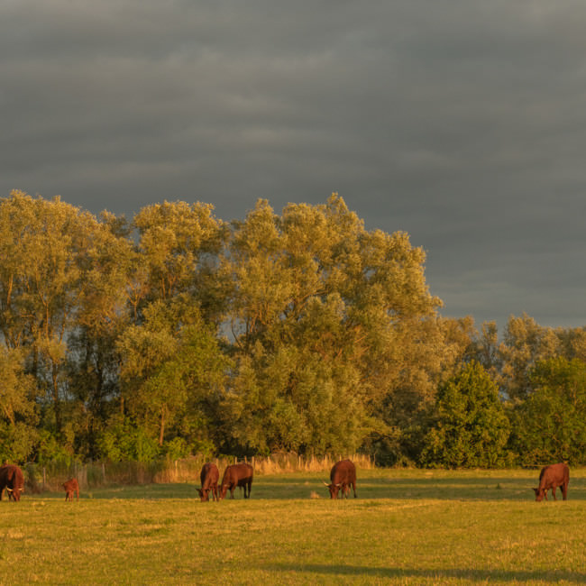 Gennep in beeld